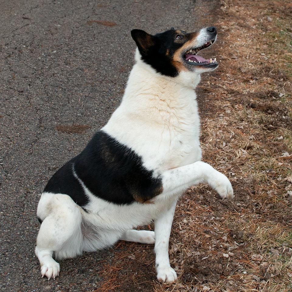 Enlarge Holmes, a Adoptable Cattle Dog in Troy, OH image 2/4