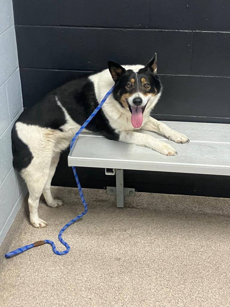 Enlarge Holmes, a Adoptable Cattle Dog in Troy, OH image 3/4