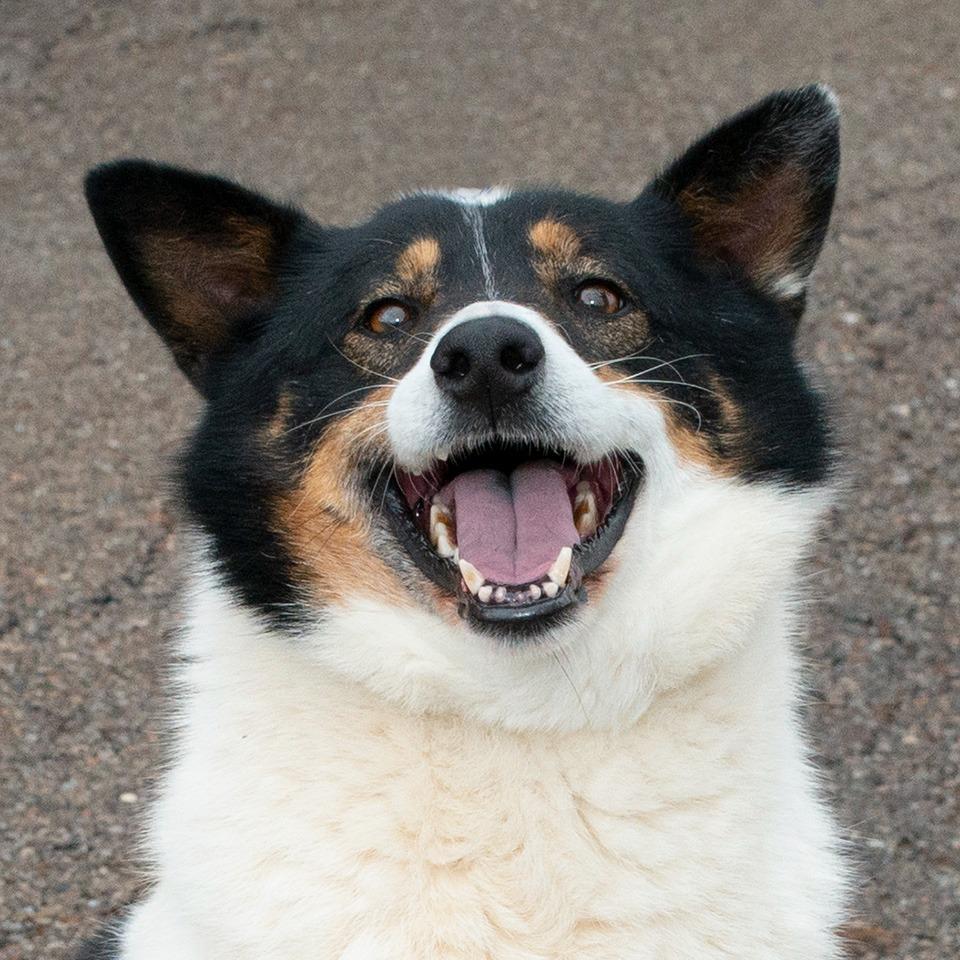 Enlarge Holmes, a Adoptable Cattle Dog in Troy, OH image 4/4