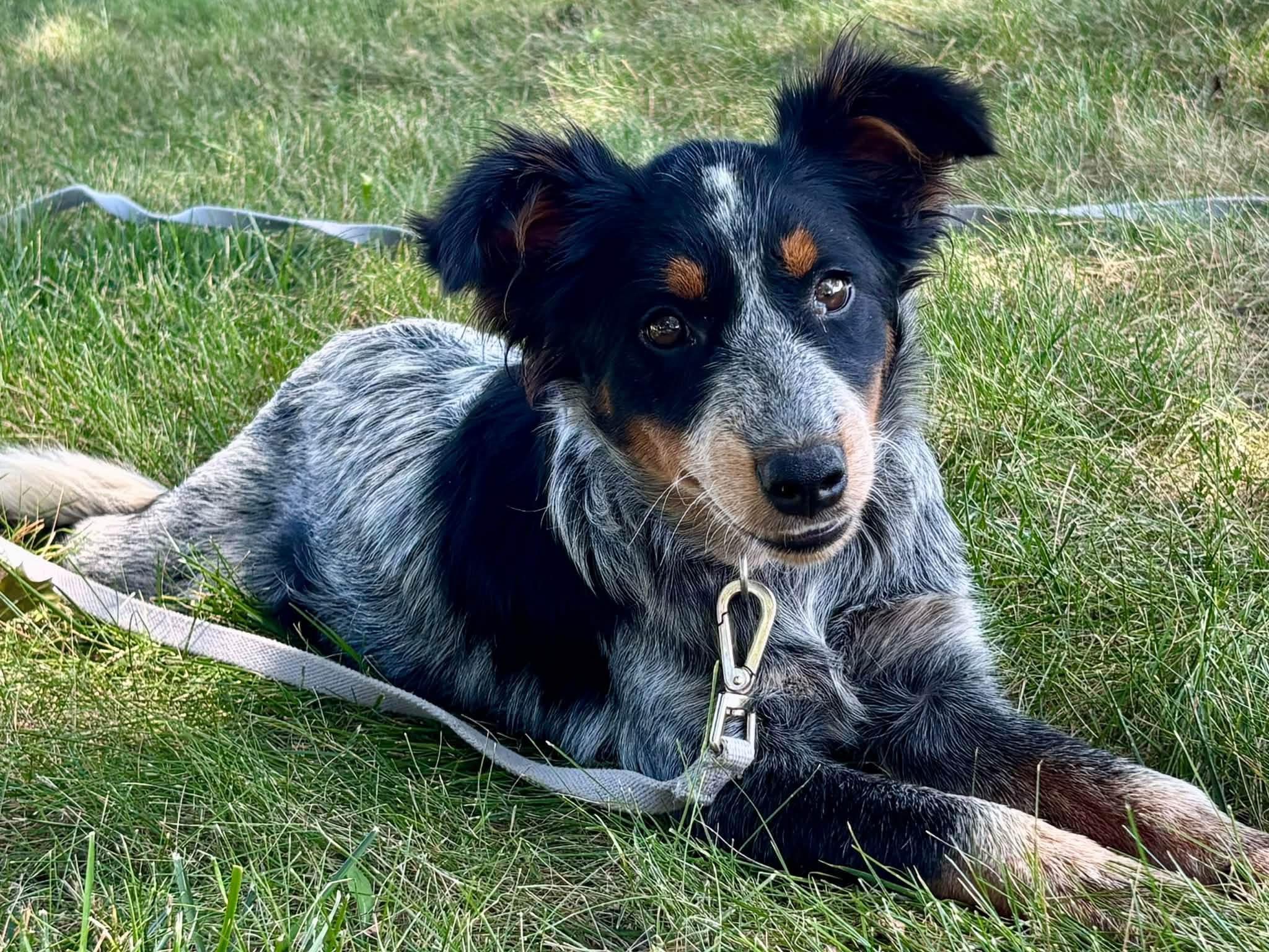 Enlarge Libby, a Adopted mixed breed in Orland Park, IL image 4/6
