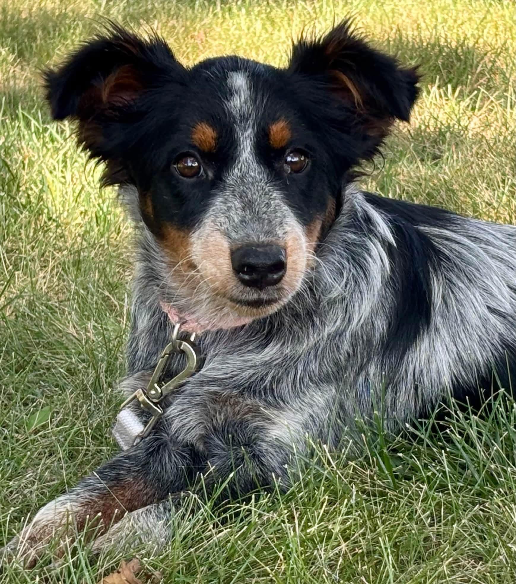 Libby, Adopted, Puppy Female Australian Cattle Dog / Blue Heeler & Border Collie.