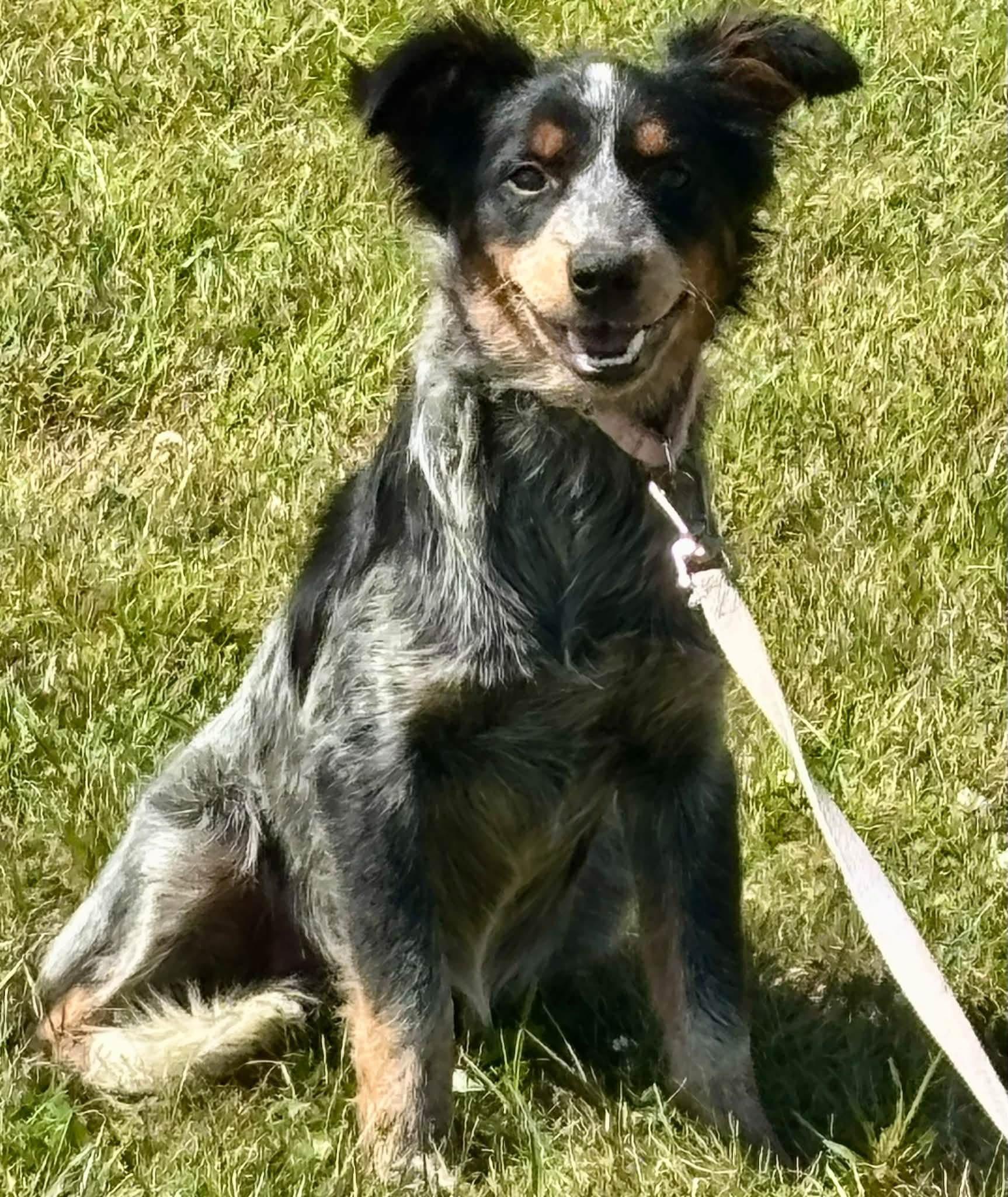 Enlarge Libby, a Adopted mixed breed in Orland Park, IL image 3/6