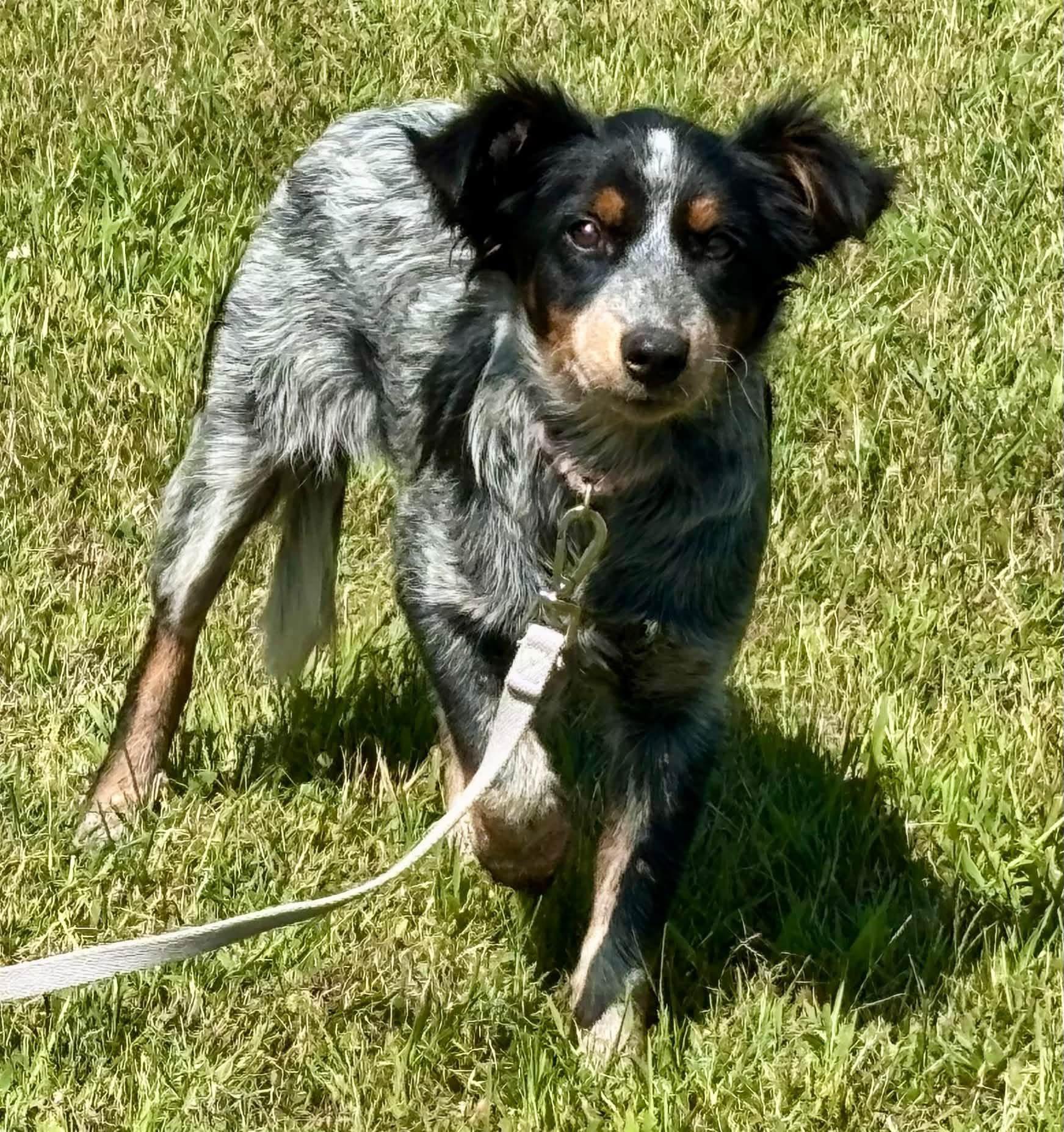 Enlarge Libby, a Adopted mixed breed in Orland Park, IL image 5/6
