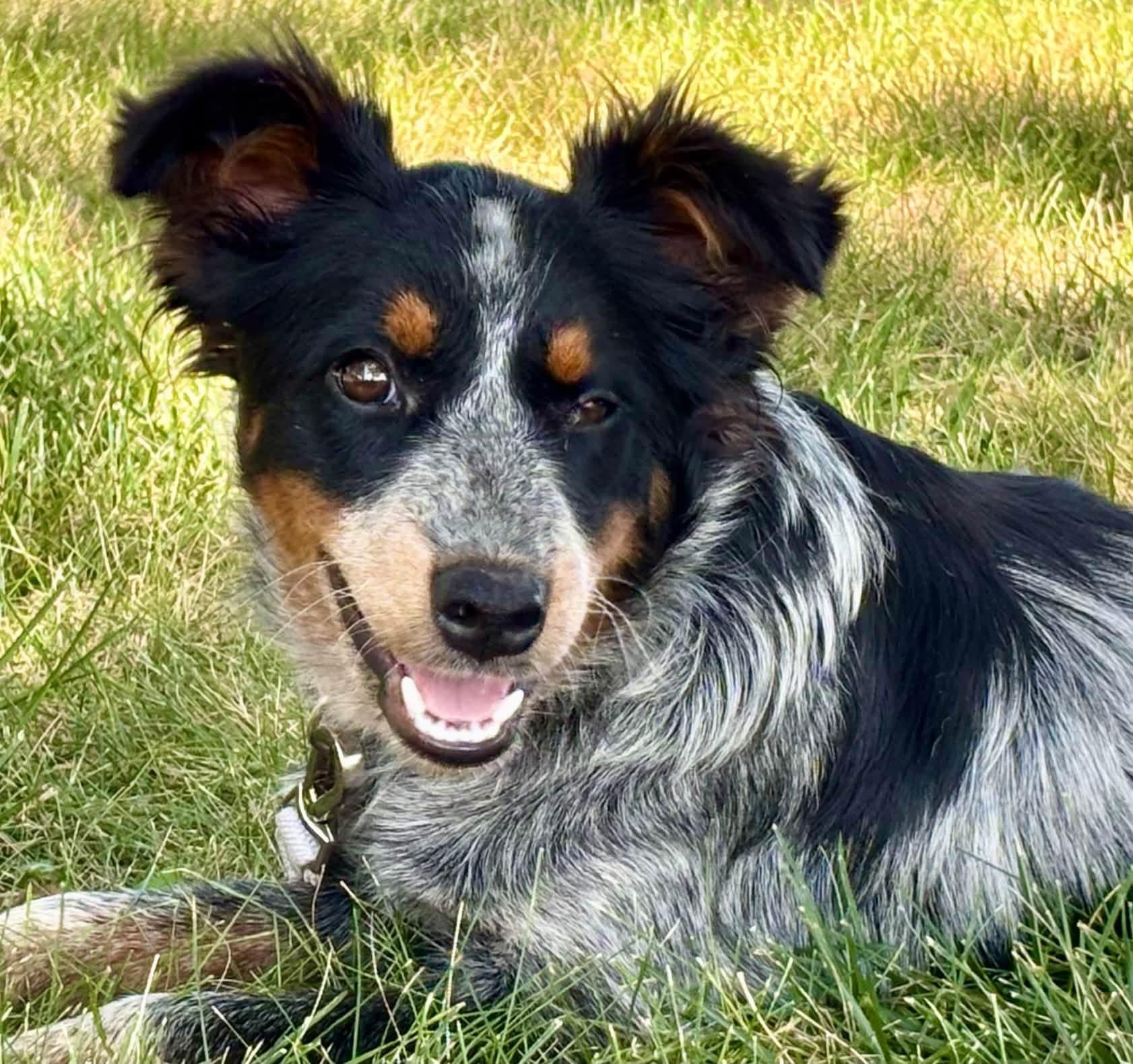 Enlarge Libby, a Adopted mixed breed in Orland Park, IL image 2/6