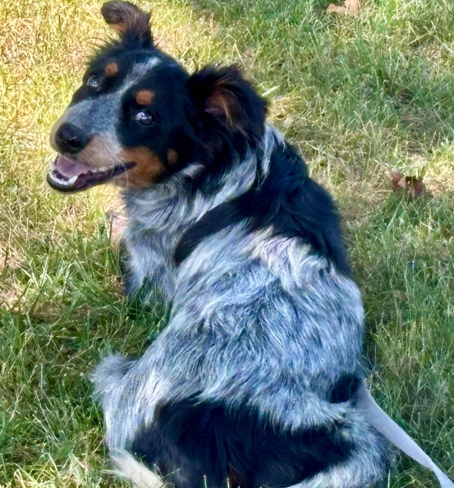 Enlarge Libby, a Adopted mixed breed in Orland Park, IL image 6/6
