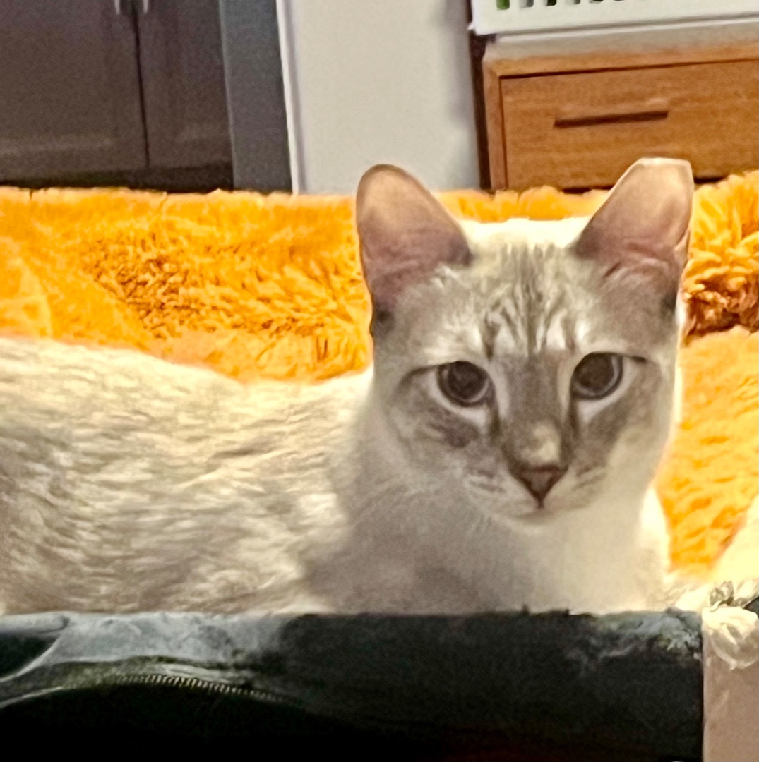 Enlarge Qin Shi, a Adoptable Siamese in Mission Viejo, CA image 1/2