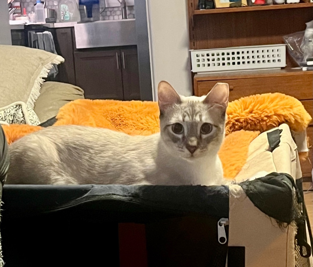 Enlarge Qin Shi, a Adoptable Siamese in Mission Viejo, CA image 2/2