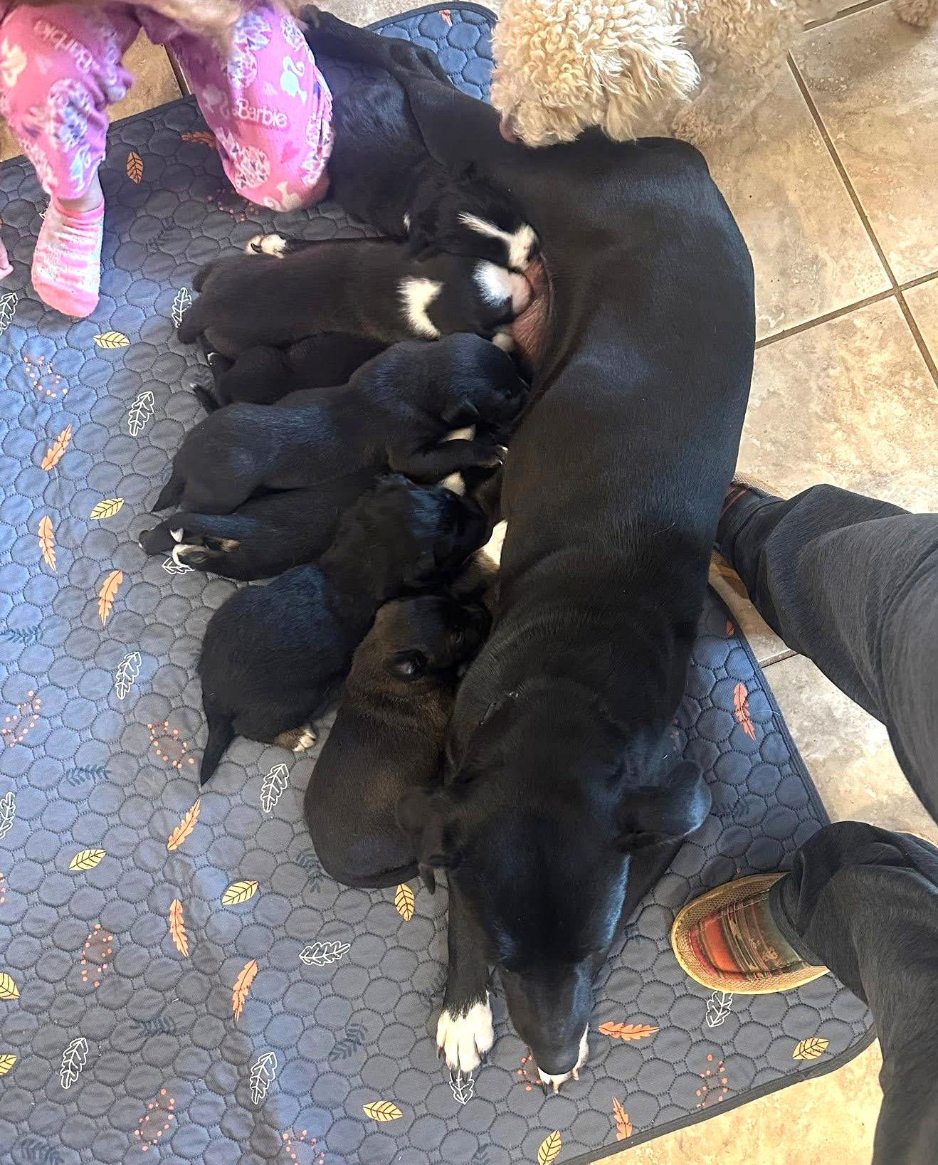 Lulu EG in MS, Adoptable, Young Female Labrador Retriever.