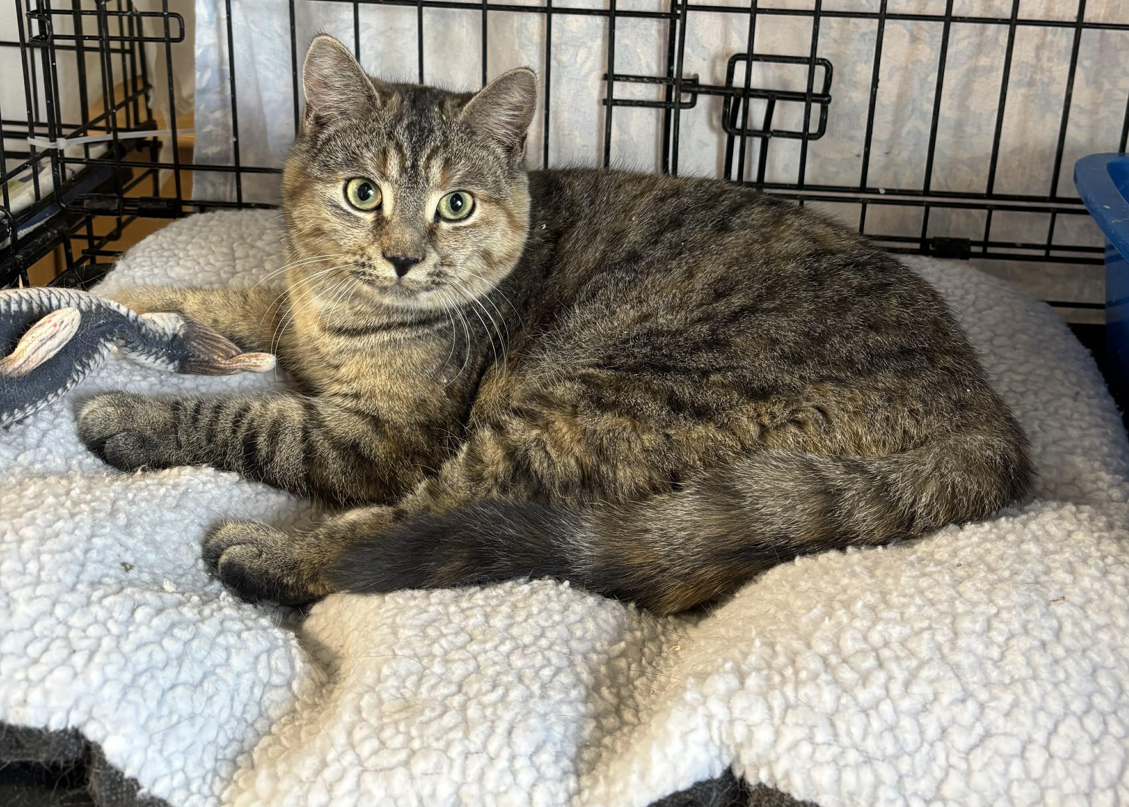 Skye, ADOPTABLE, Young Female Tortoiseshell.