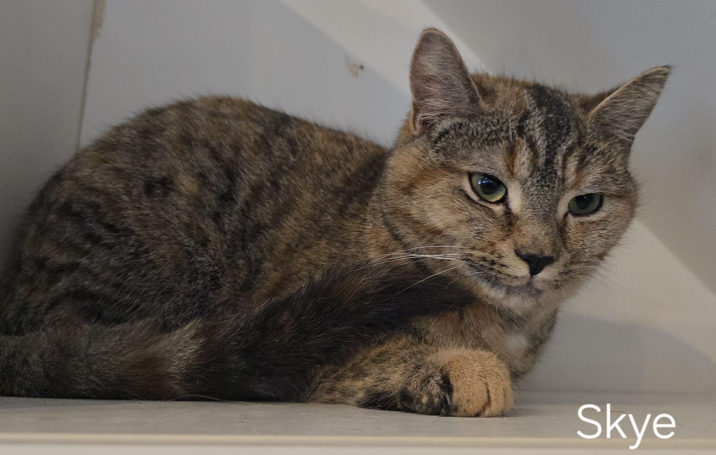 Enlarge Skye, a ADOPTABLE Tortoiseshell in Stevensville, ON image 2/2