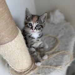 Anna, Adoptable, Kitten Female Domestic Short Hair.