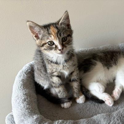 Enlarge Anna, a Adoptable Domestic Short Hair in Winston Salem, NC image 2/6