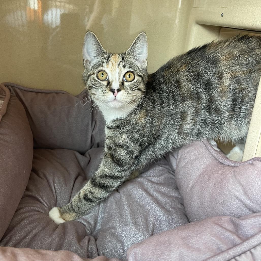 Enlarge Anna, a Adoptable Domestic Short Hair in Winston Salem, NC image 3/6