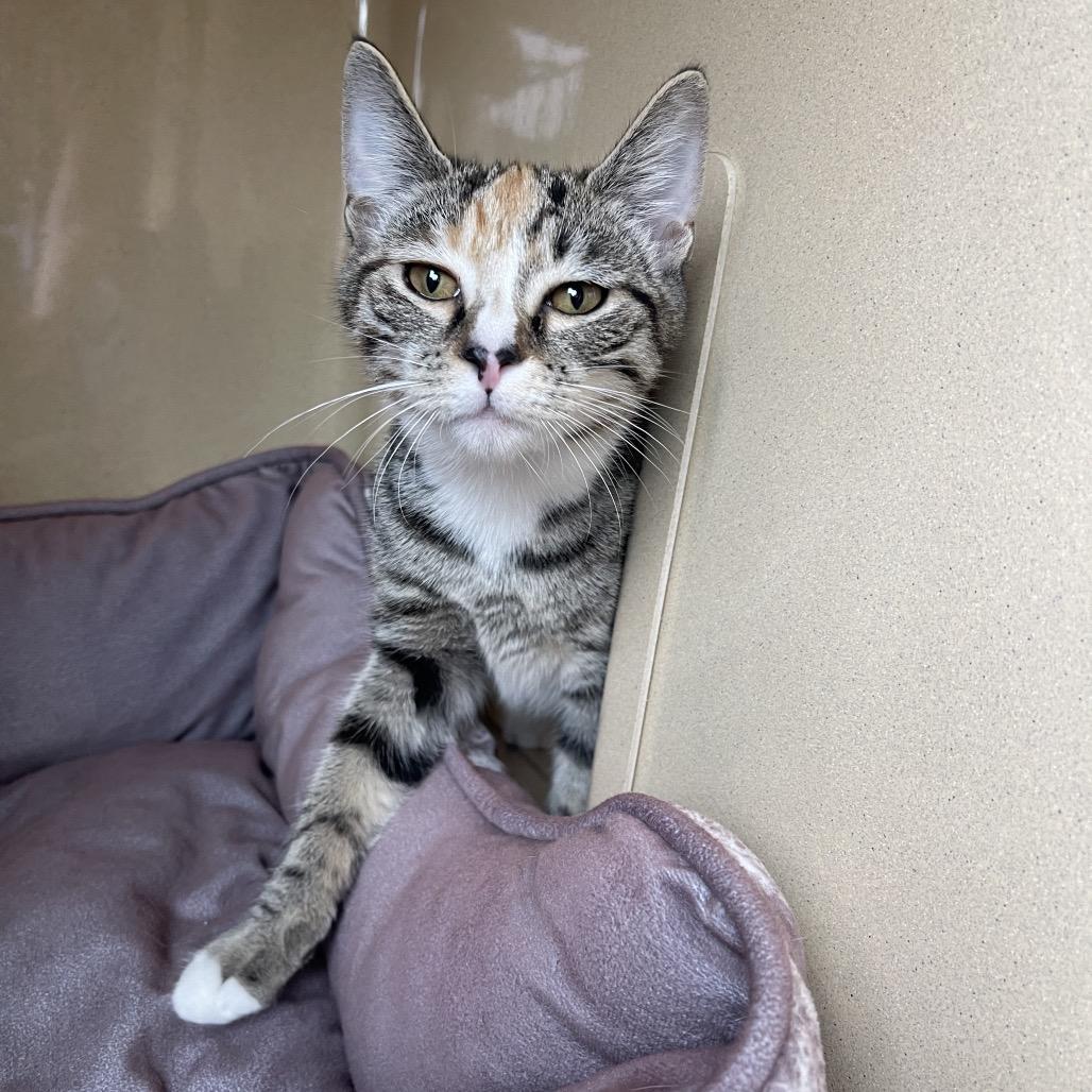 Enlarge Anna, a Adoptable Domestic Short Hair in Winston Salem, NC image 4/6