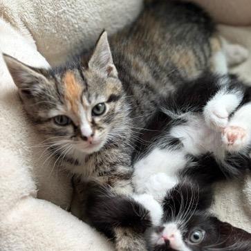 Enlarge Anna, a Adoptable Domestic Short Hair in Winston Salem, NC image 6/6