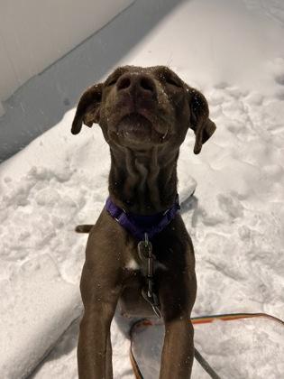 Ocean, ADOPTABLE, Adult Female Labrador Retriever.