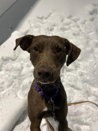 Enlarge Ocean, a ADOPTABLE mixed breed in Downers Grove, IL image 2/2