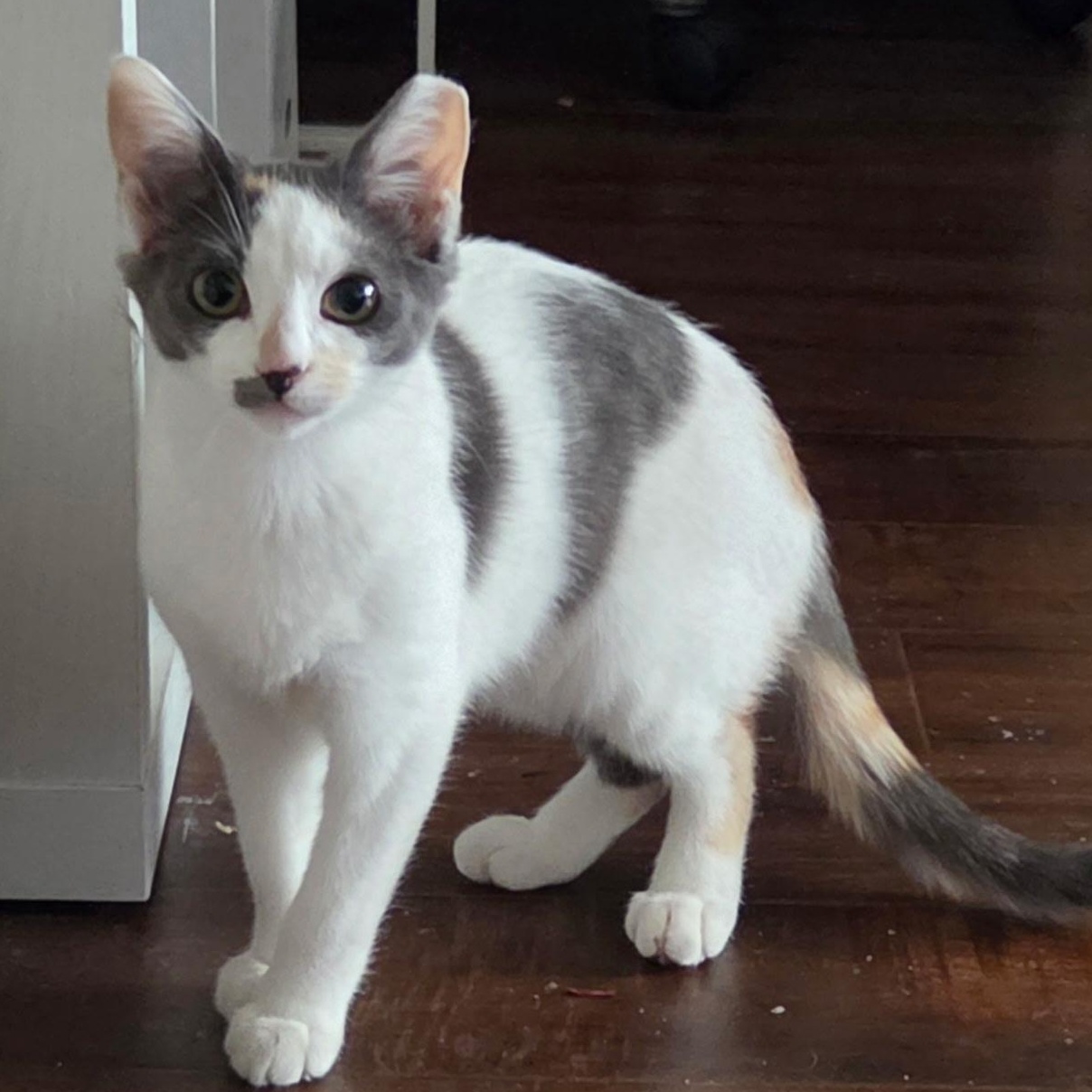Enlarge Dno, a ADOPTABLE Domestic Short Hair in Santa Ana, CA image 1/5