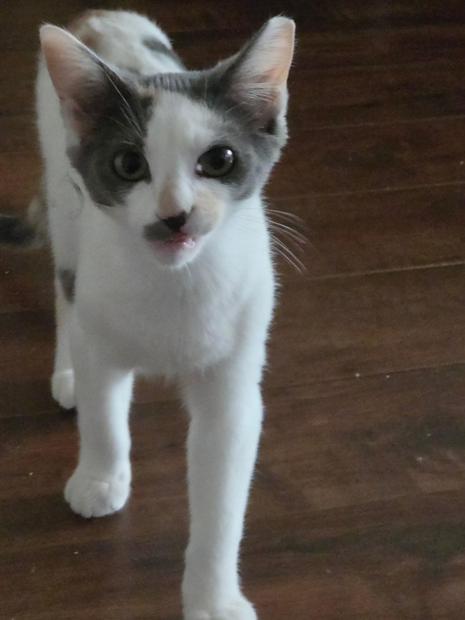 Enlarge Dno, a ADOPTABLE Domestic Short Hair in Santa Ana, CA image 3/5