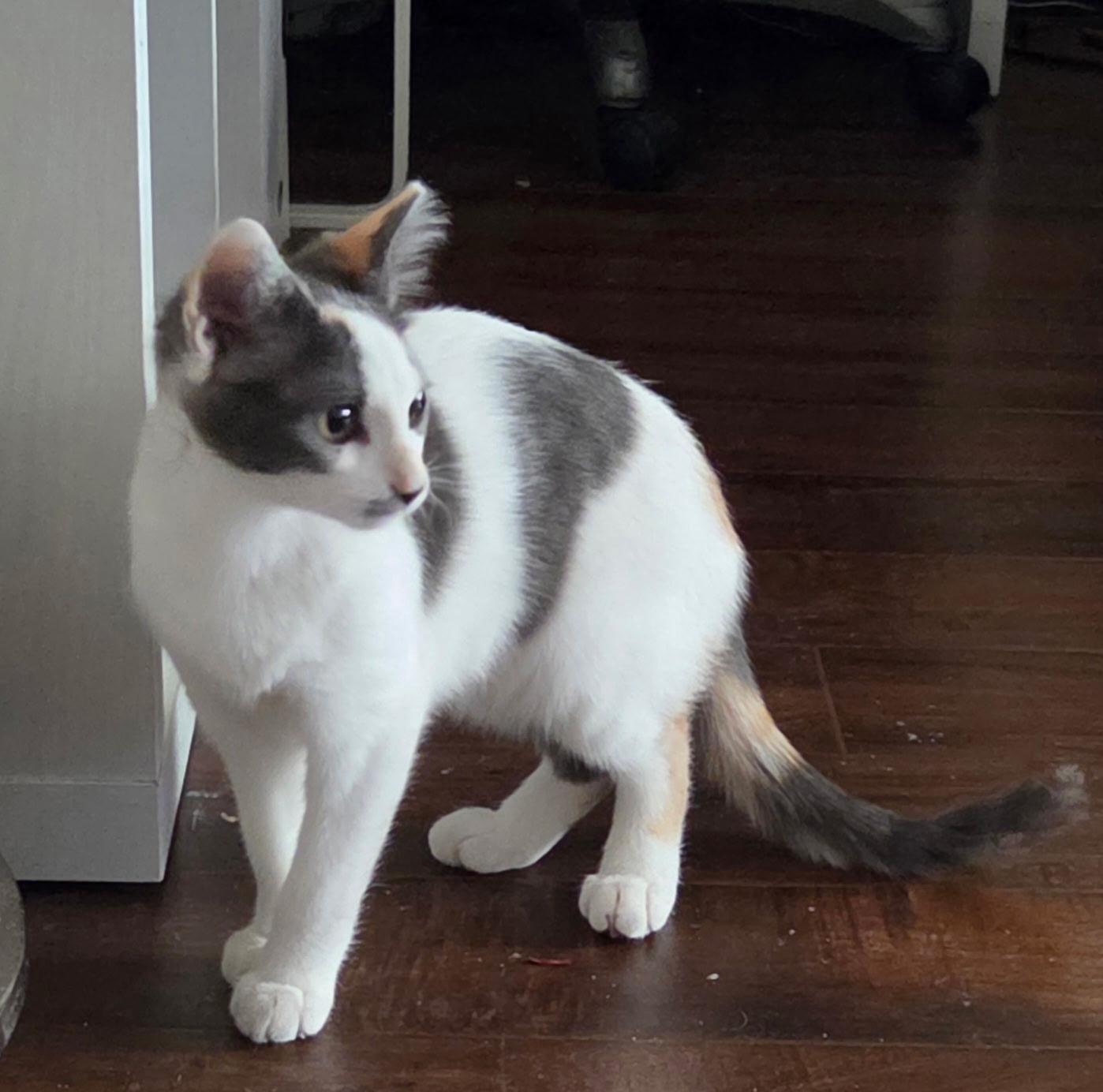 Enlarge Dno, a ADOPTABLE Domestic Short Hair in Santa Ana, CA image 5/5