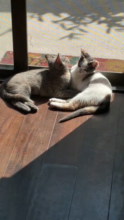 Enlarge Dno, a ADOPTABLE Domestic Short Hair in Santa Ana, CA video 4/5