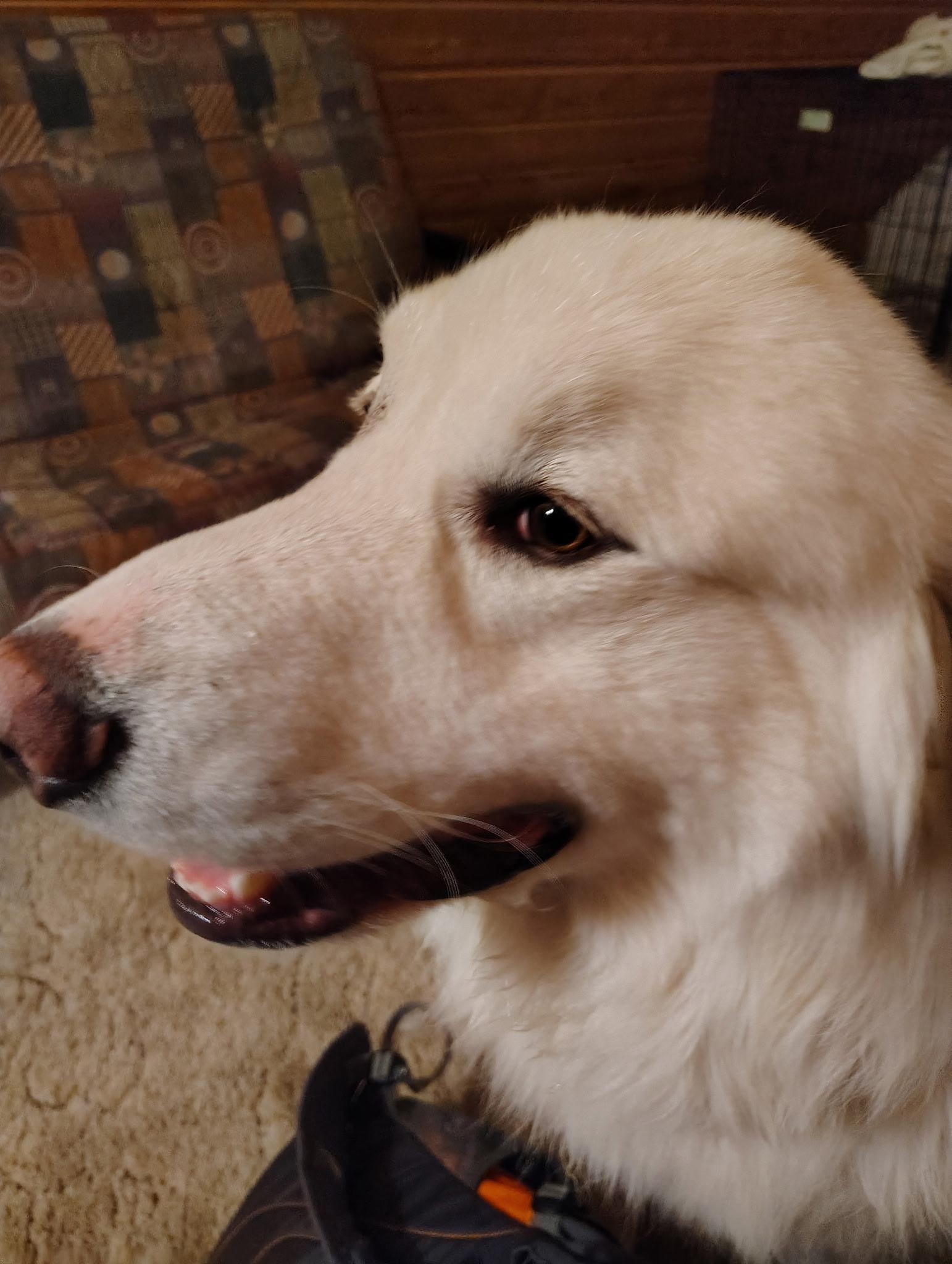 Enlarge Clyde, a Adoptable Great Pyrenees in Pocatello, ID image 3/5
