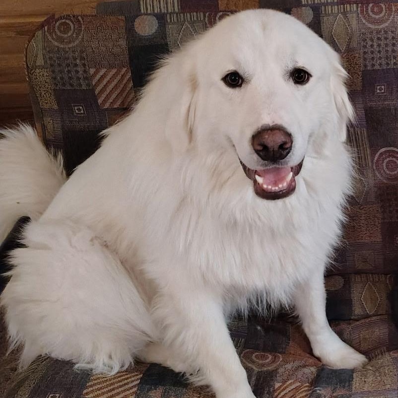 Clyde, Adoptable, Adult Male Great Pyrenees.