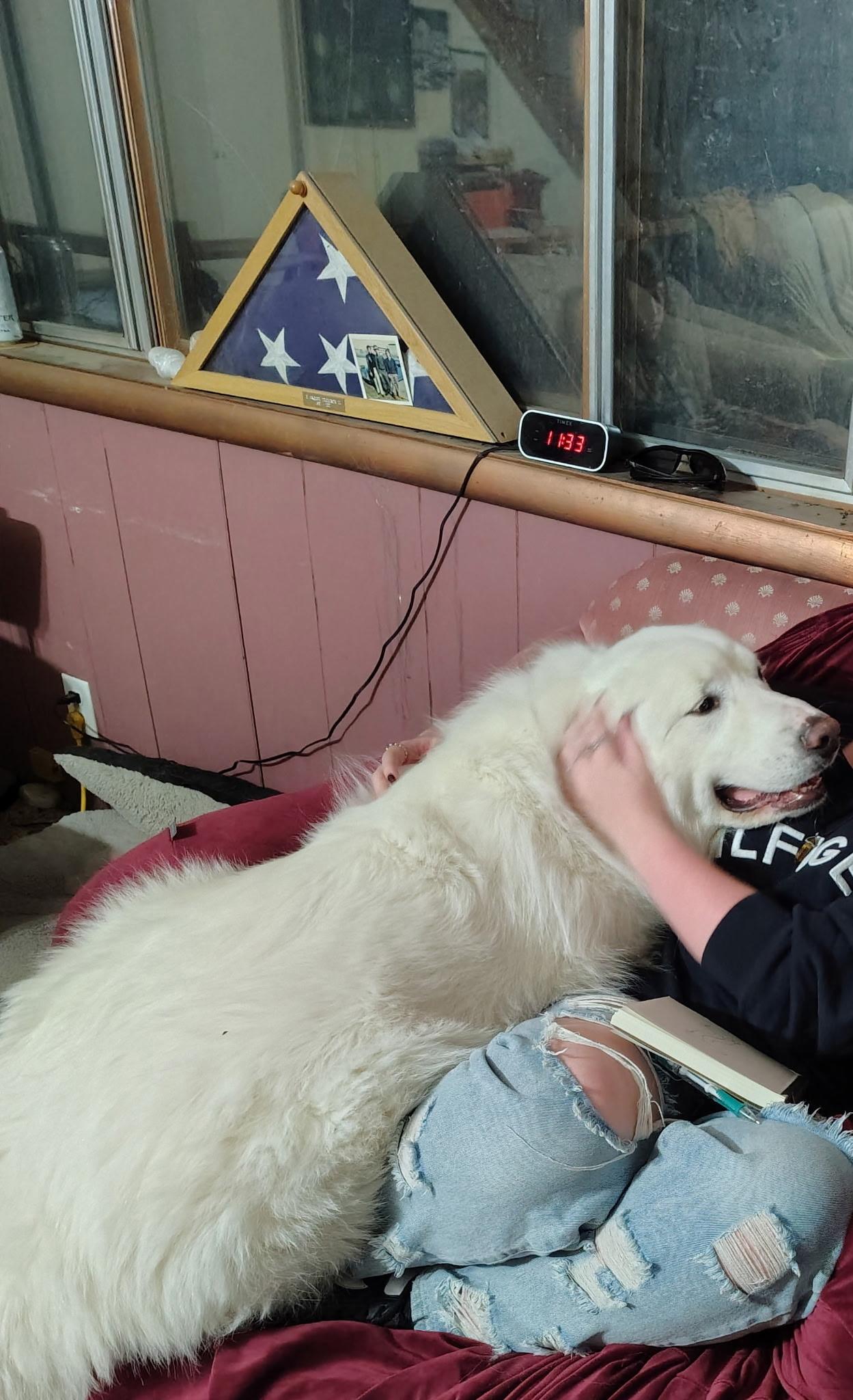 Enlarge Clyde, a Adoptable Great Pyrenees in Pocatello, ID image 4/5