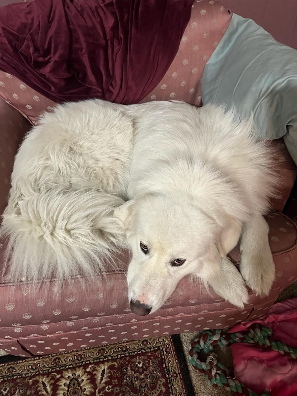 Enlarge Clyde, a Adoptable Great Pyrenees in Pocatello, ID image 2/5