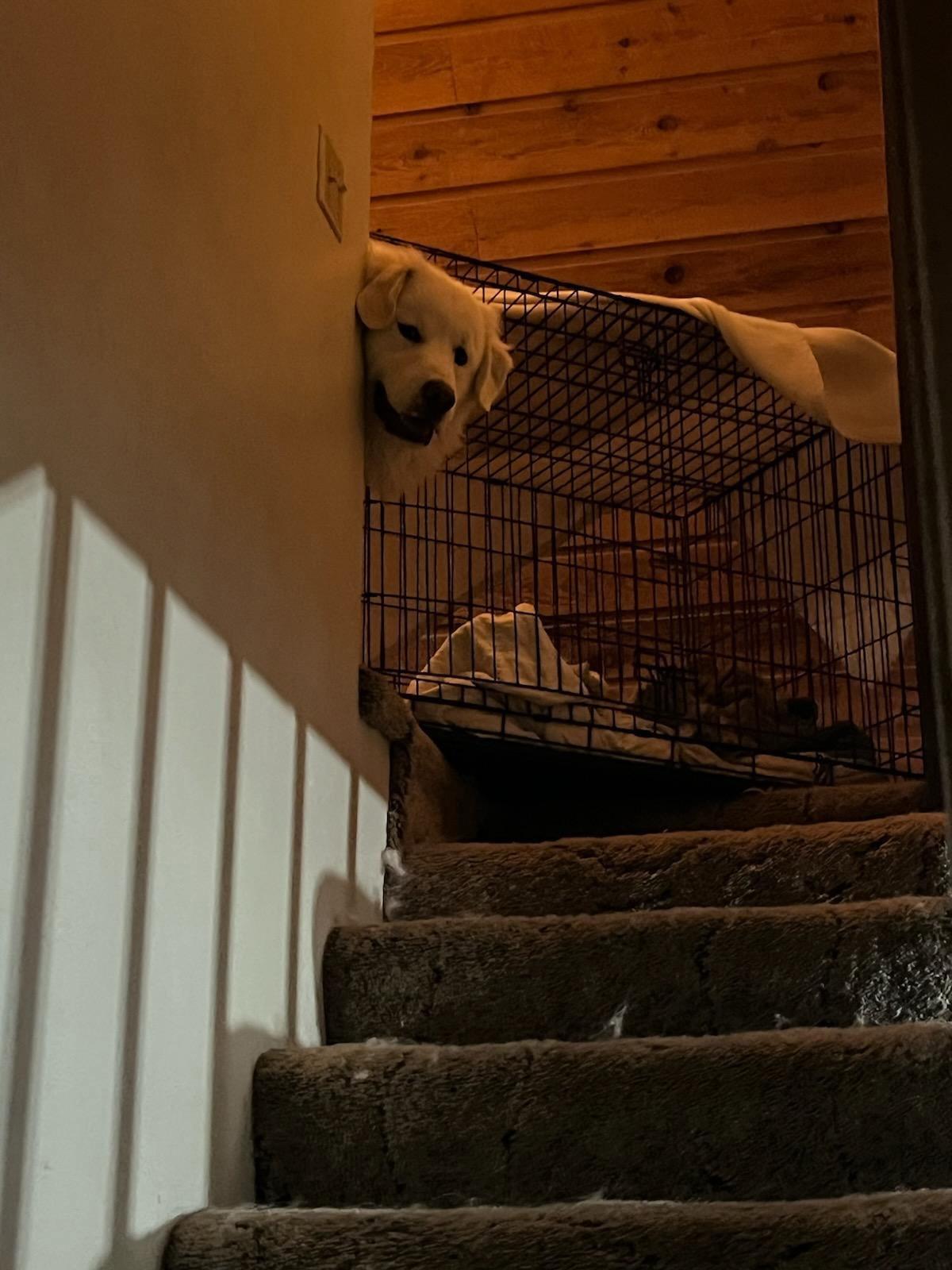 Enlarge Clyde, a Adoptable Great Pyrenees in Pocatello, ID image 5/5
