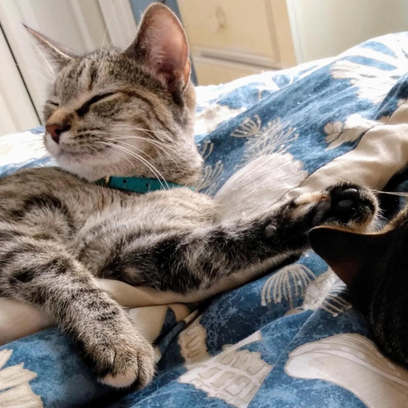 Santa Anita thumbnail 3