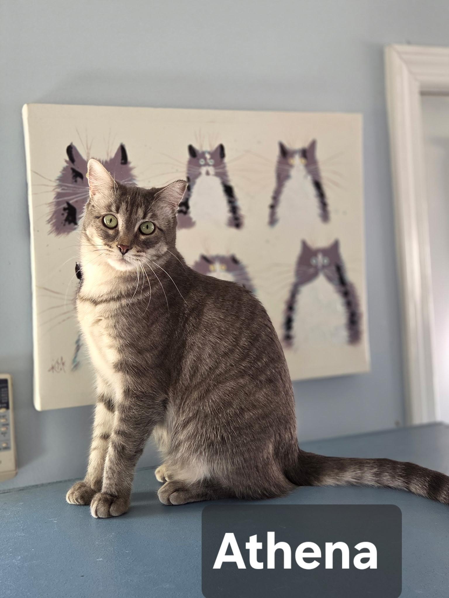 Enlarge Athena & Aphrodite  Beauties, a ADOPTABLE Tabby in Macomb, MI image 2/6