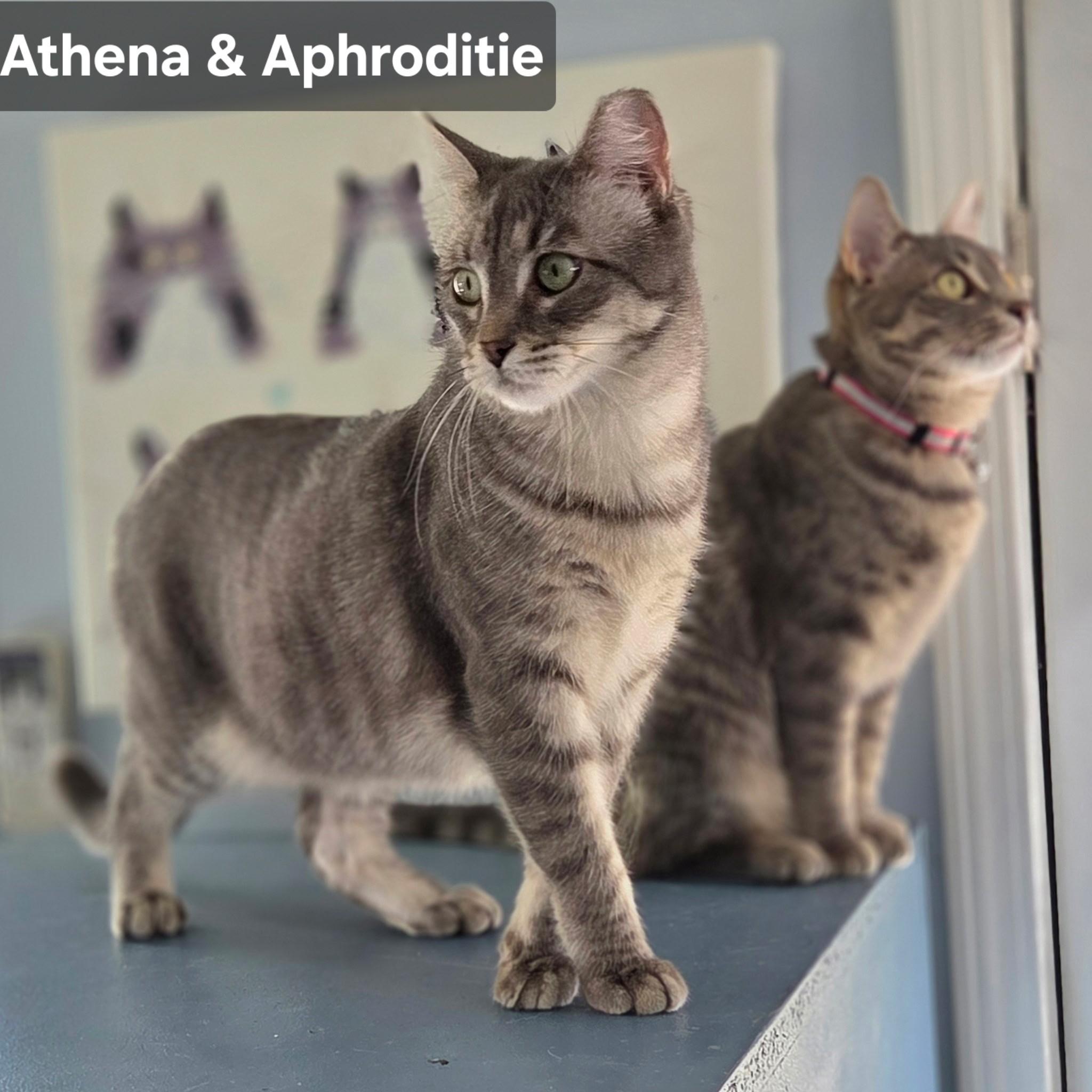 Athena & Aphrodite  Beauties, ADOPTABLE, Young Female Tabby.