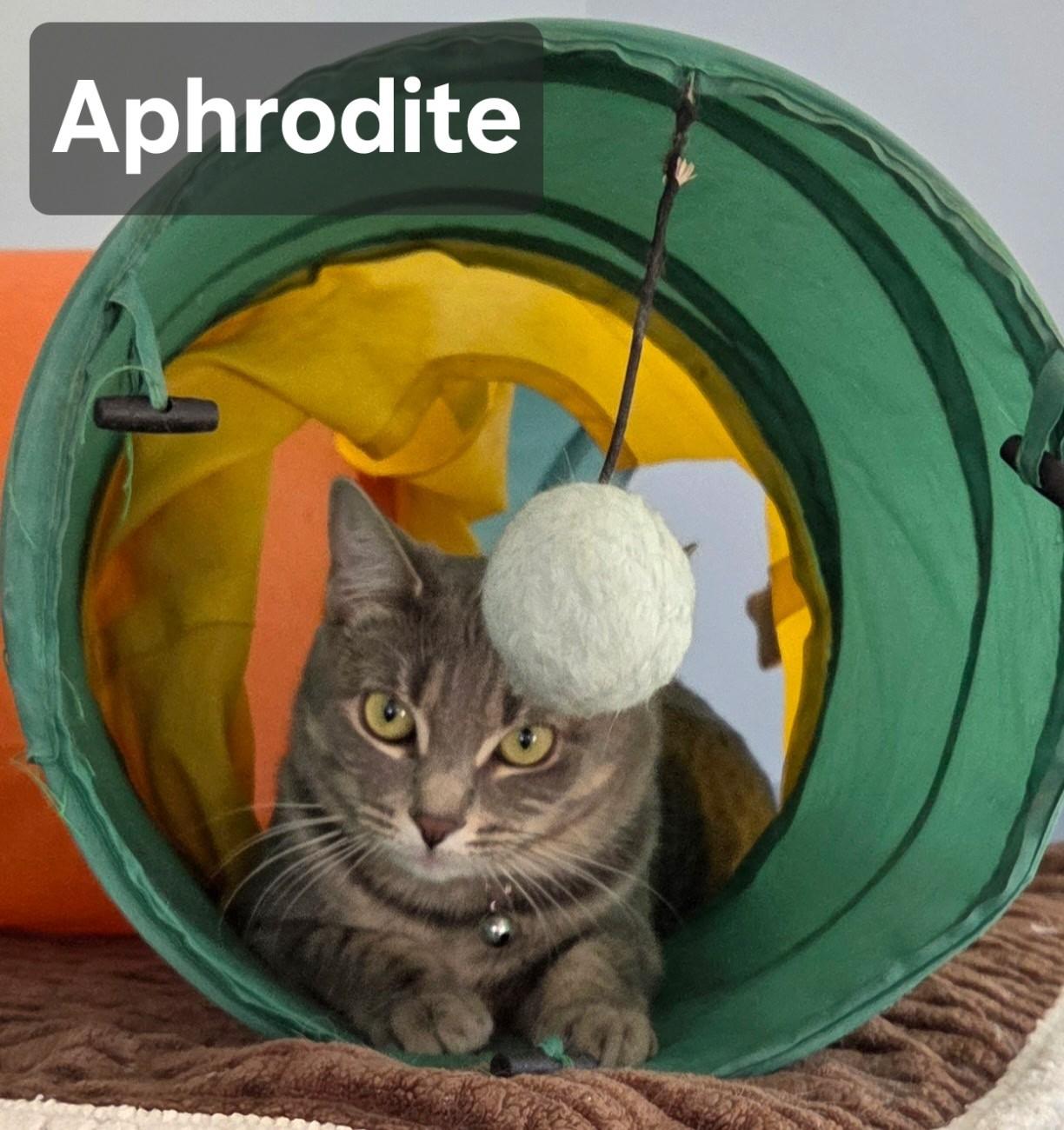 Enlarge Athena & Aphrodite  Beauties, a ADOPTABLE Tabby in Macomb, MI image 5/6