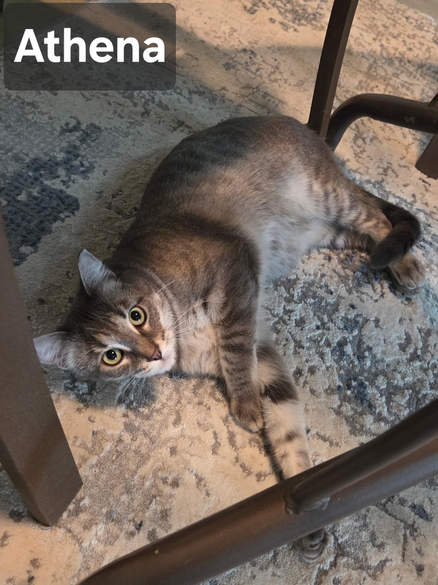 Enlarge Athena & Aphrodite  Beauties, a ADOPTABLE Tabby in Macomb, MI image 4/6