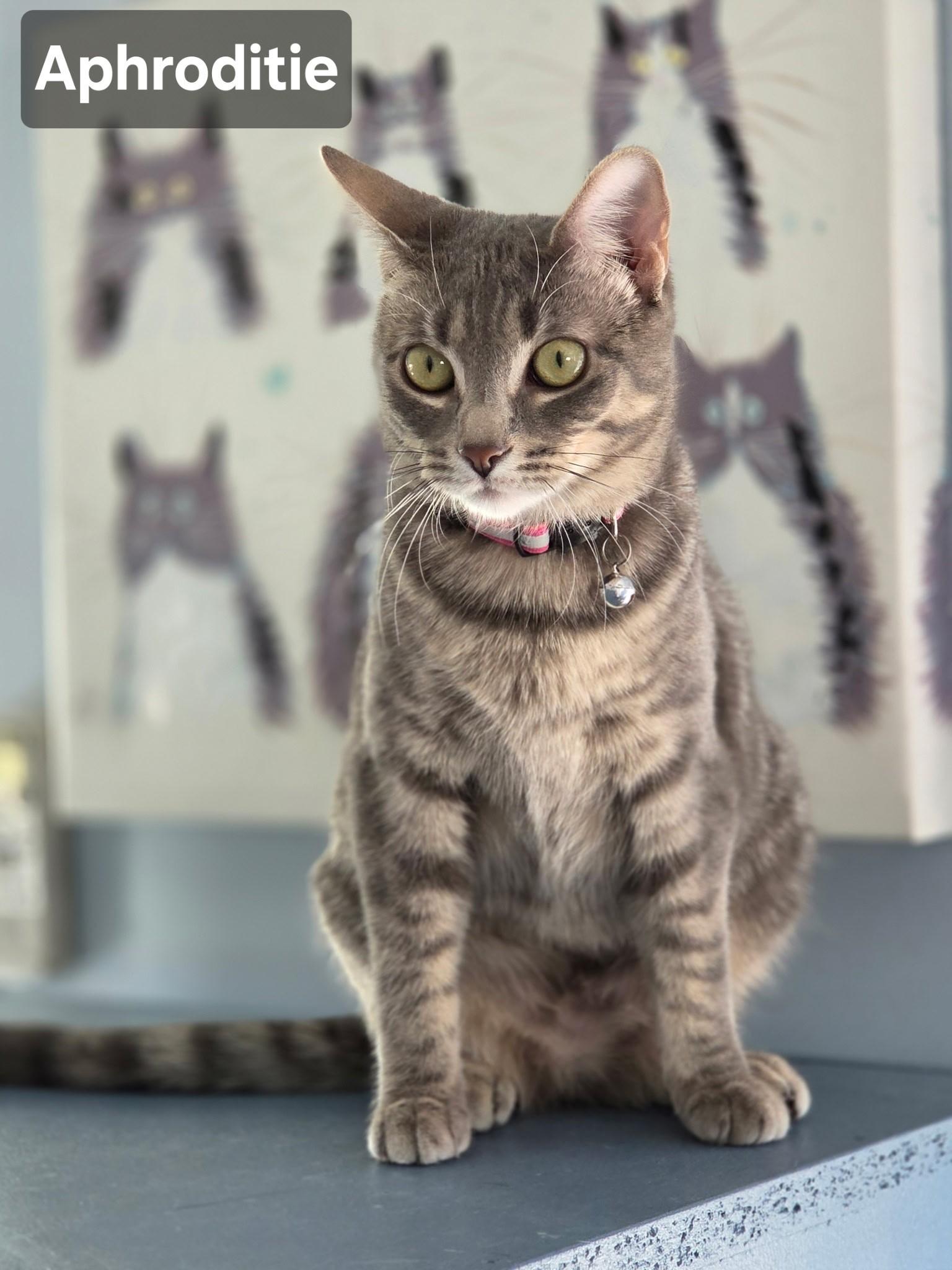 Enlarge Athena & Aphrodite  Beauties, a ADOPTABLE Tabby in Macomb, MI image 3/6