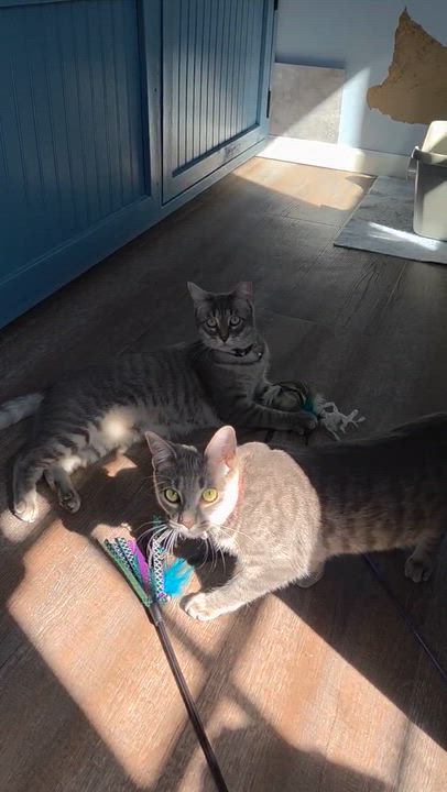 Enlarge Athena & Aphrodite  Beauties, a ADOPTABLE Tabby in Macomb, MI video 6/6