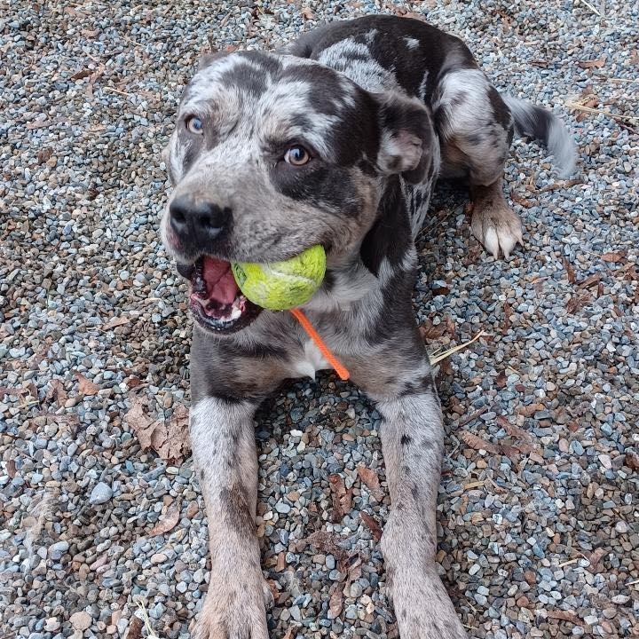 Lucky, ADOPTABLE, Adult Male Pit Bull Terrier.