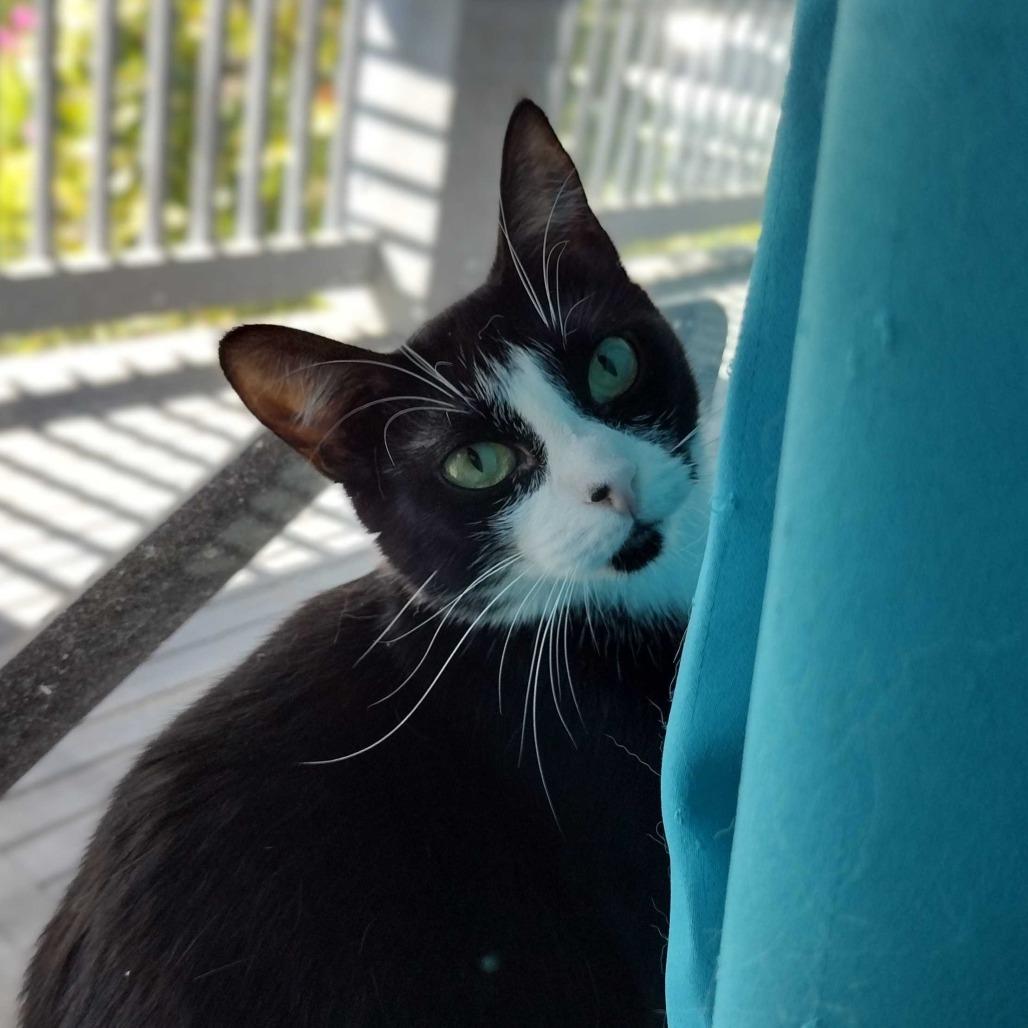 Brie, Adoptable, Young Female Domestic Medium Hair.