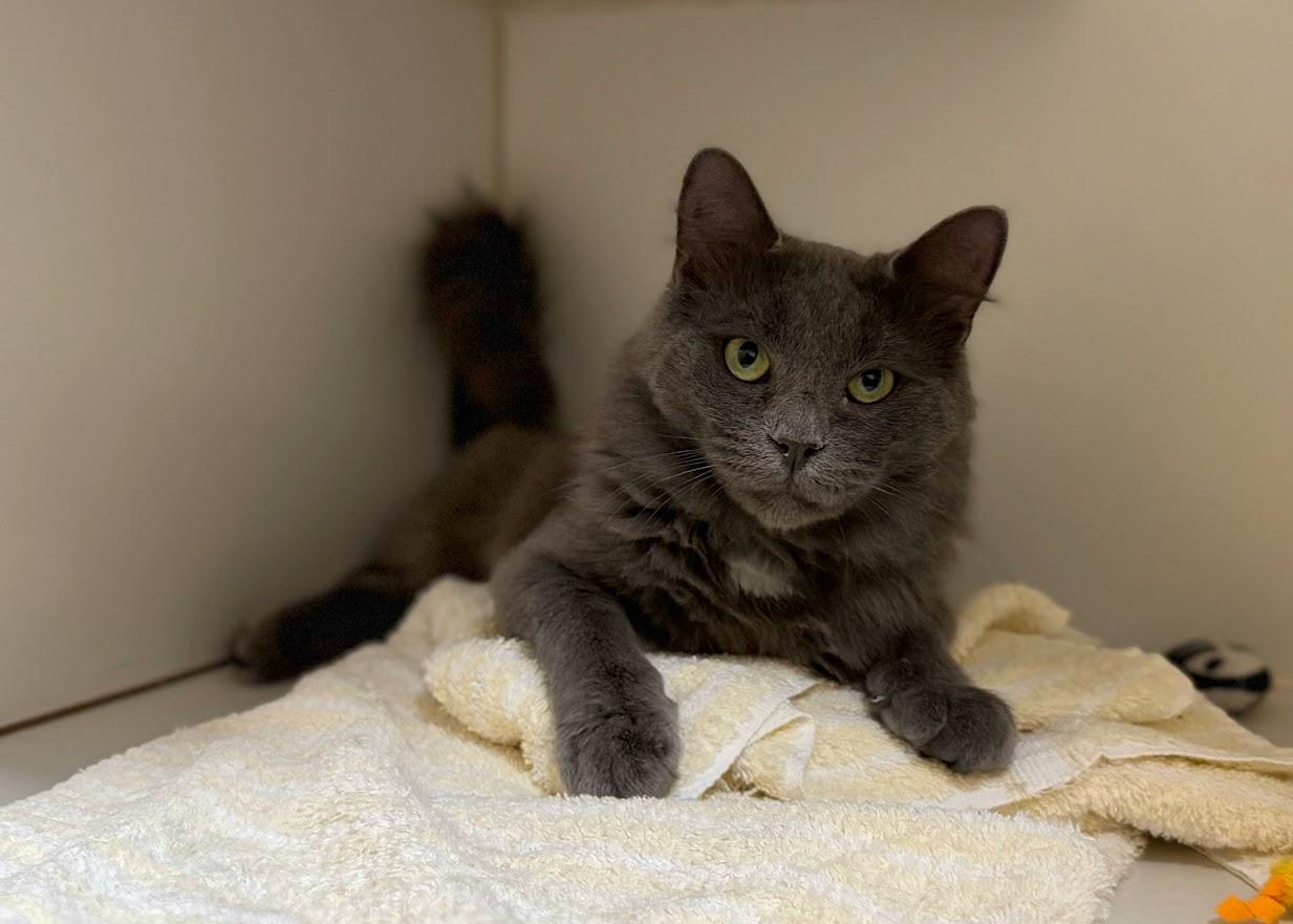 Bingo, a Adoptable Domestic Medium Hair in Norwalk, CT image 1/4