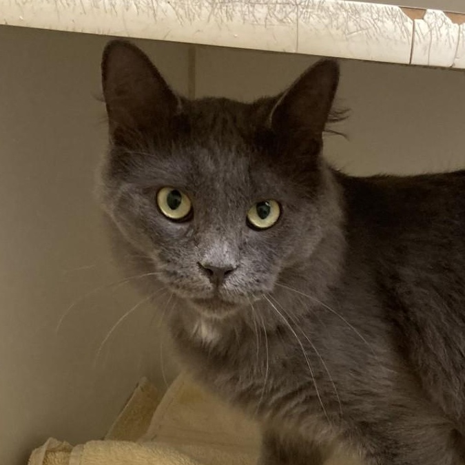 Bingo, a Adoptable Domestic Medium Hair in Norwalk, CT image 3/4