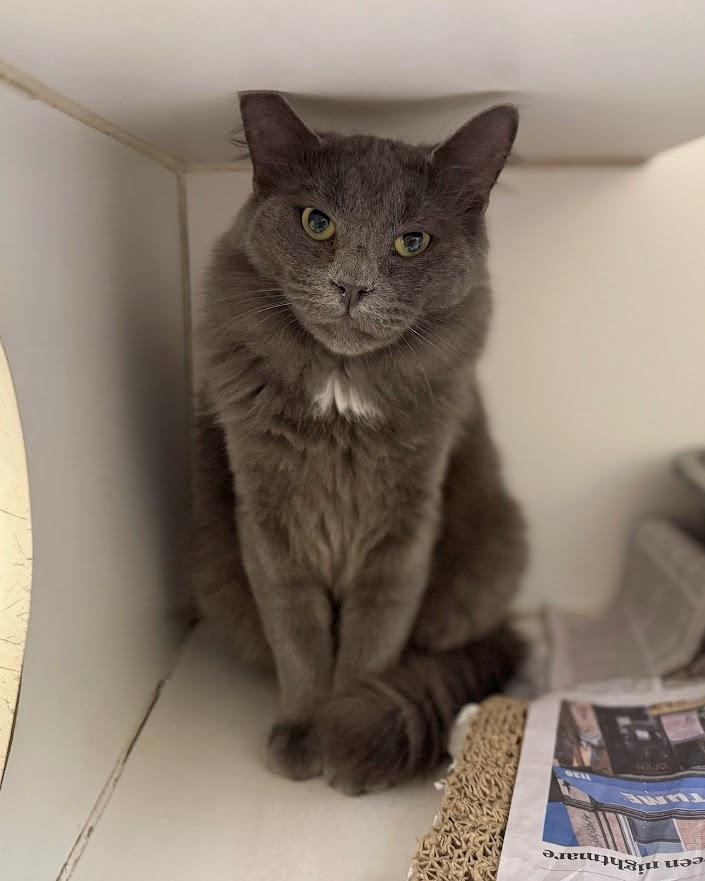 Bingo, a Adoptable Domestic Medium Hair in Norwalk, CT image 4/4