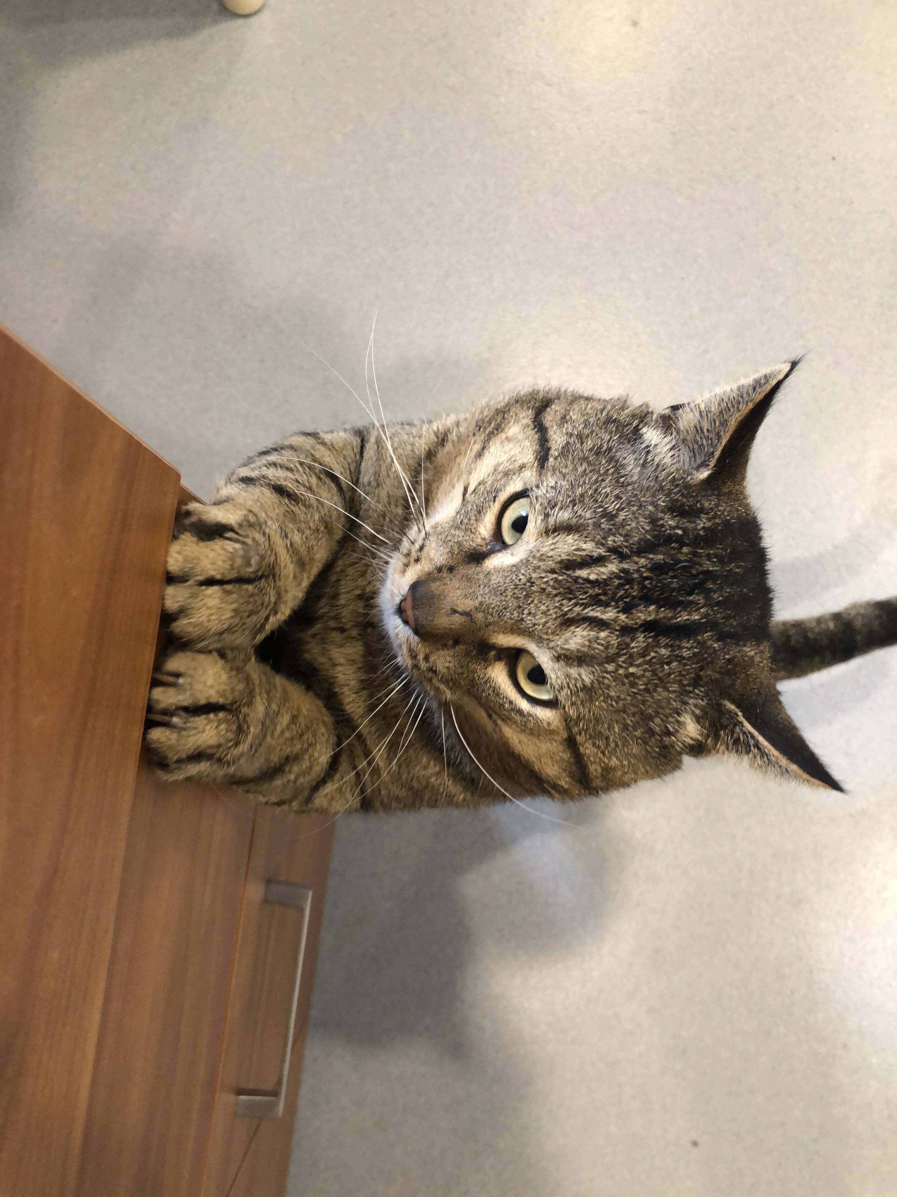 Enlarge Jefferson, a Adoptable Domestic Short Hair in Clifton, NJ image 1/10