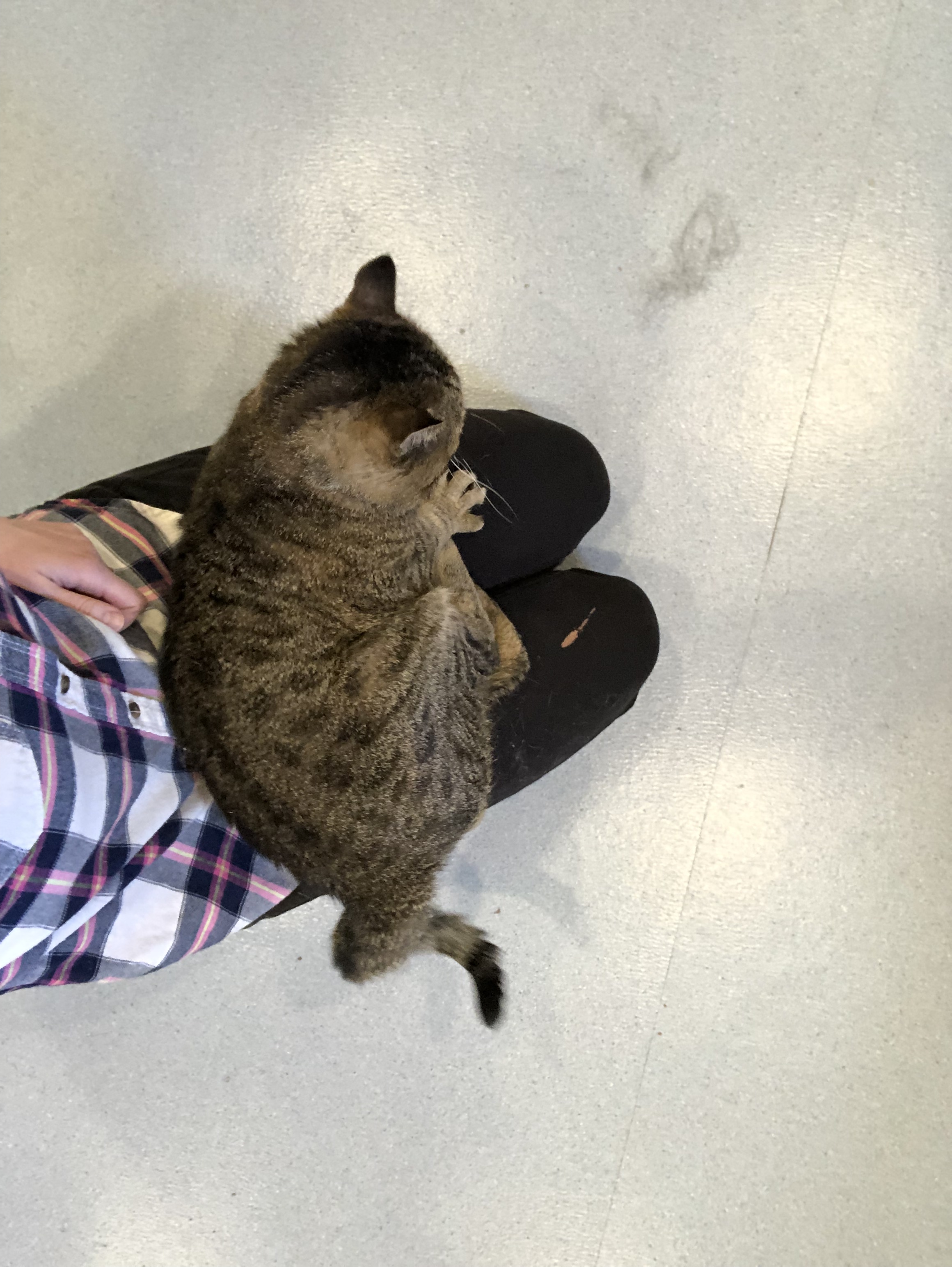 Enlarge Jefferson, a Adoptable Domestic Short Hair in Clifton, NJ image 2/10