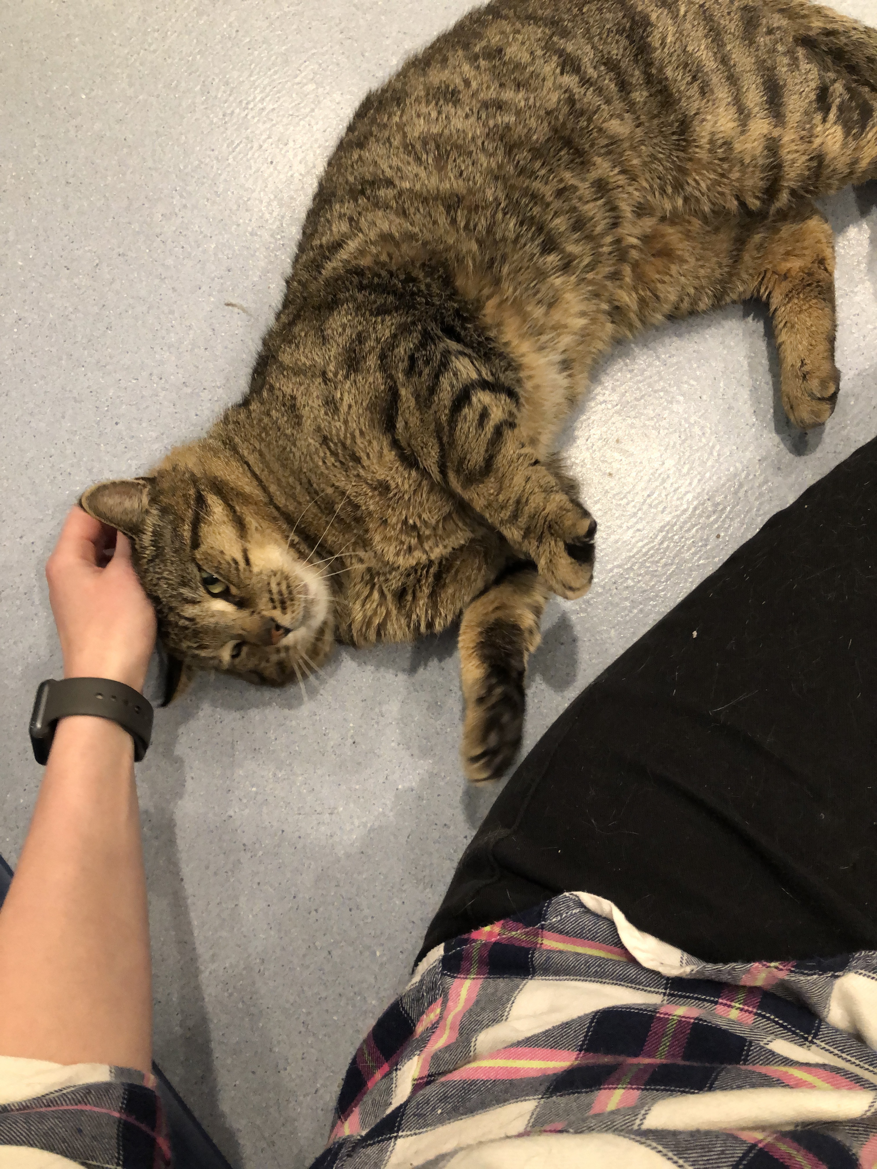 Enlarge Jefferson, a Adoptable Domestic Short Hair in Clifton, NJ image 3/10