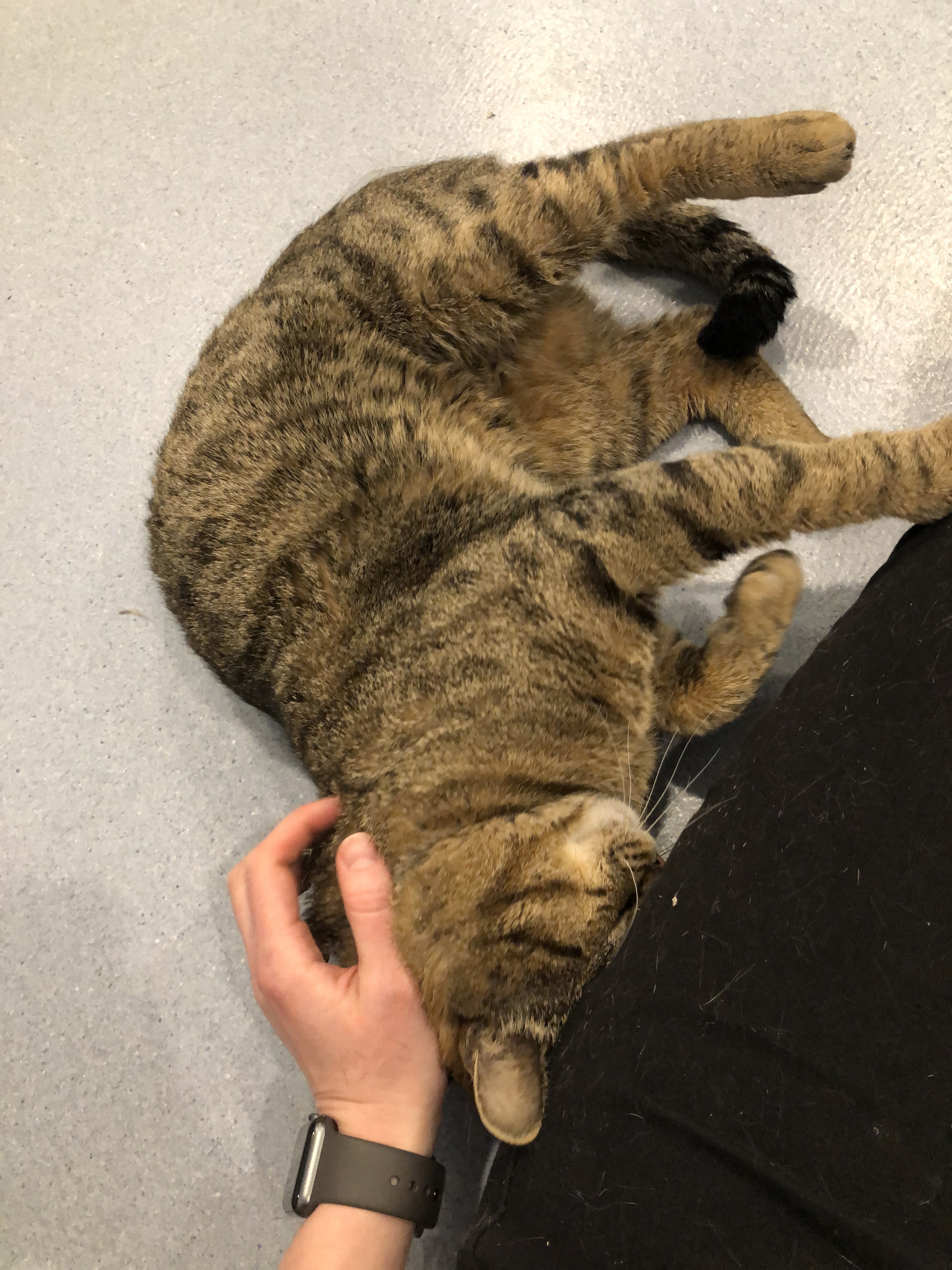 Enlarge Jefferson, a Adoptable Domestic Short Hair in Clifton, NJ image 4/10