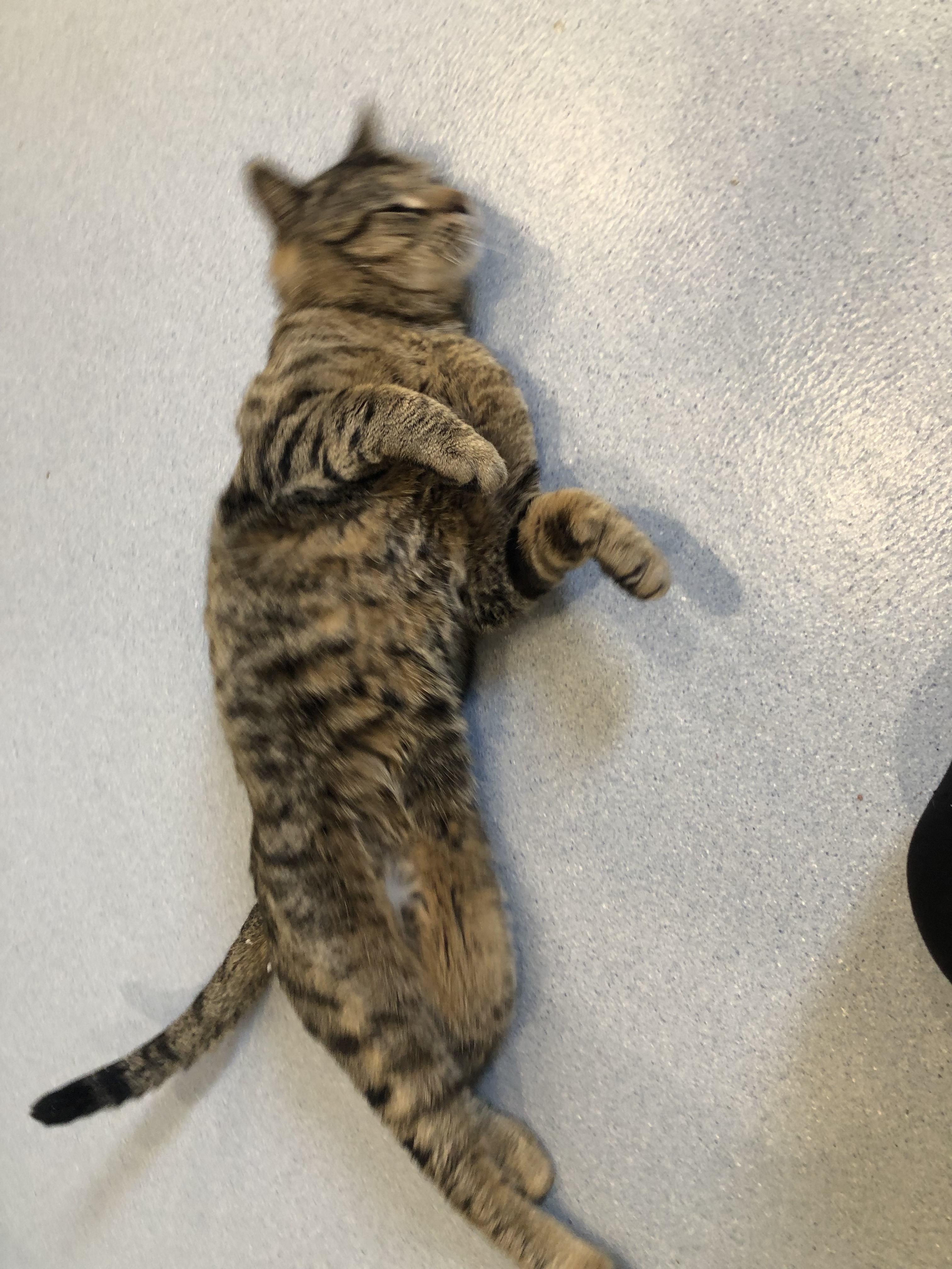 Enlarge Jefferson, a Adoptable Domestic Short Hair in Clifton, NJ image 5/10