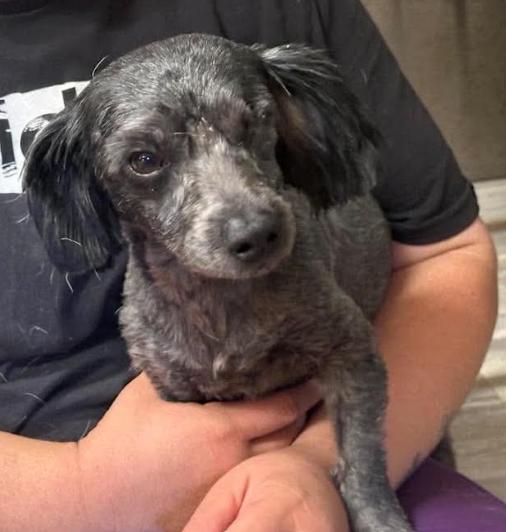 Enlarge Richie in TX, a Adoptable Poodle in Cranston, RI image 1/3