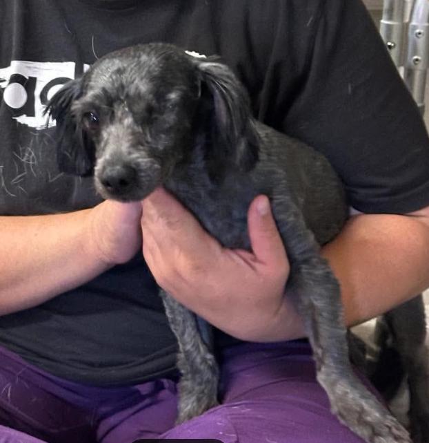 Enlarge Richie in TX, a Adoptable Poodle in Cranston, RI image 2/3