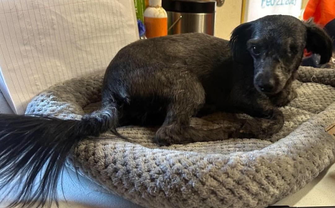 Enlarge Richie in TX, a Adoptable Poodle in Cranston, RI image 3/3
